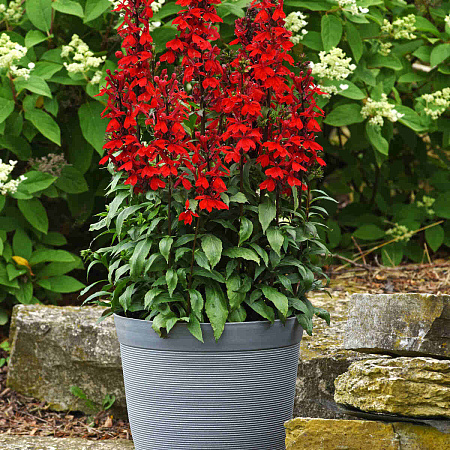 Фото Лобелия Красный вулкан