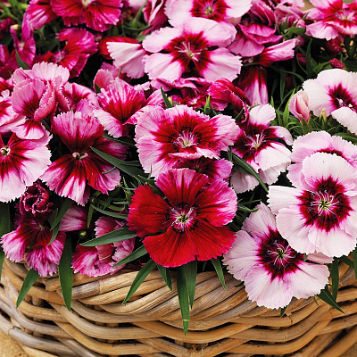 Гвоздика китайская Венти Малиновый с глазком