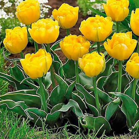 Фото Тюльпан махровый ранний Калимеро