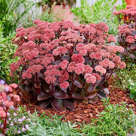 Фото Седум Блэк найт