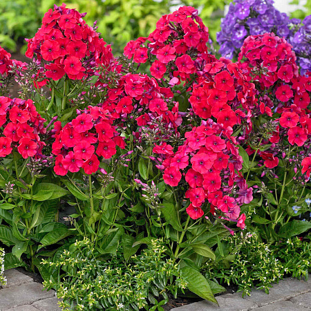 Фото Флокс метельчатый Ред Райдинг Худ