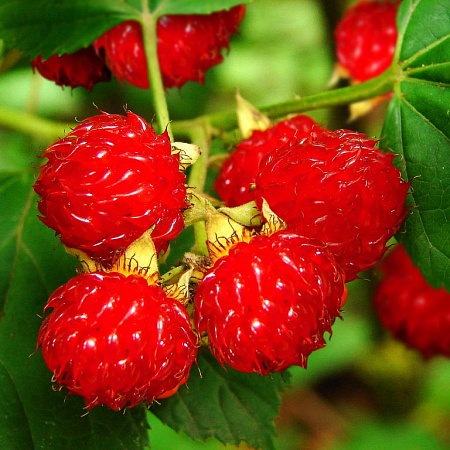 Фото Малина боярышниколистная