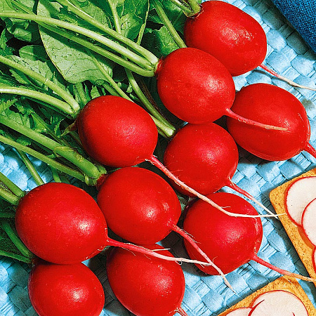 Фото Редис Чемпион