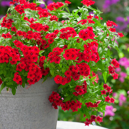 Фото Флокс друммонда Этнис Красный бархат