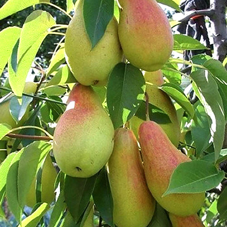 Фото Груша Талгарская красавица