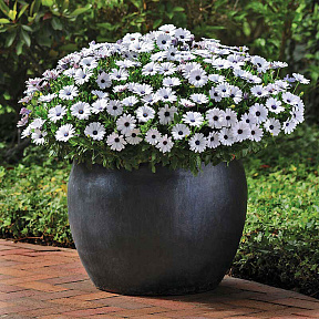 Остеоспермум Акила Белый с глазком