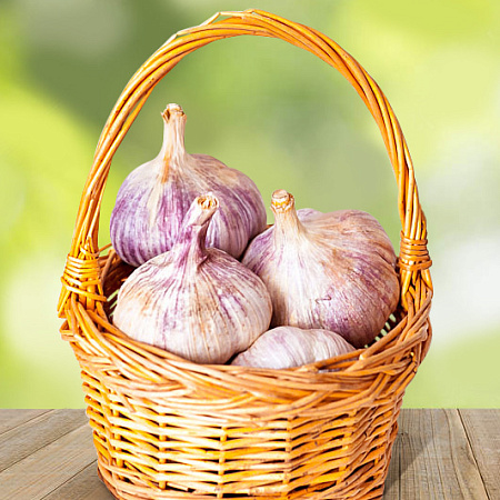 Фото Чеснок озимый Отрадненский