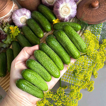 Фото Огурец Шопен F1