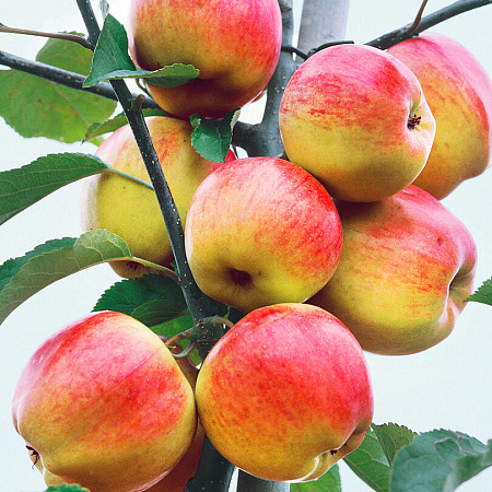 Фото Яблоня Татьяна