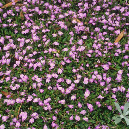 Фото Мазус ползучий