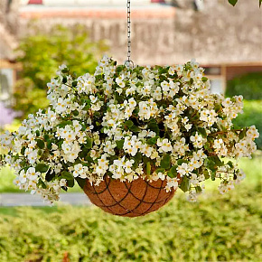 Бегония Хула Блаш