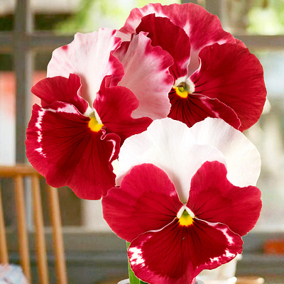 Виола Десидерио Розовая орхидея