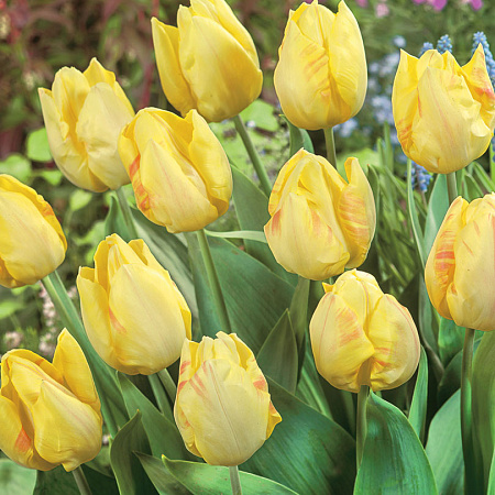 Фото Тюльпан Солнечный принц