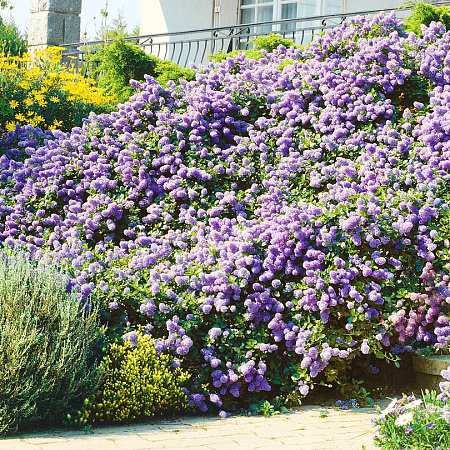 Фото Краснокоренник (цеанотус) пирамидальный