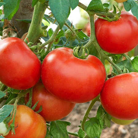 Фото Помидор Лада F1