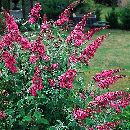 Фото Буддлея Розовый восторг