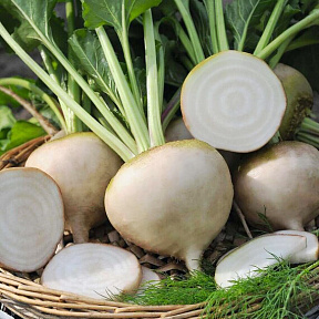 Свёкла Аваланч