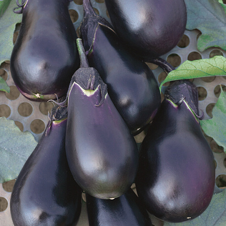 Фото Баклажан Одиссей F1