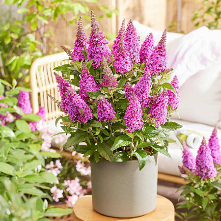 Фото Буддлея Баттерфляй Канди Литтл Цериз