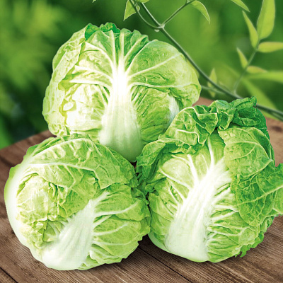 Капуста пекинская Пленти F1