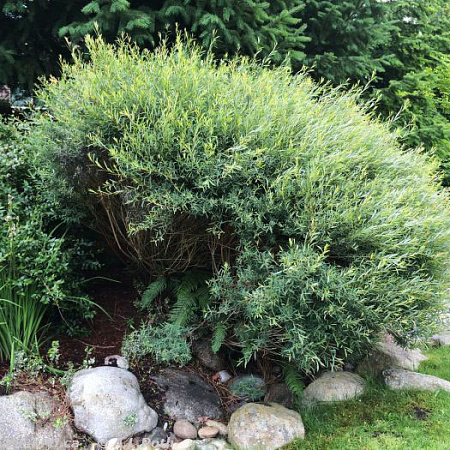 Фото Ива пурпурная Нана