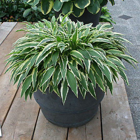 Фото Хоста Стилетто