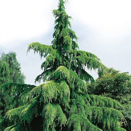 Фото Кедр гималайский