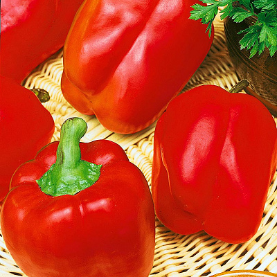 Перец сладкий Ведрана F1 5шт
