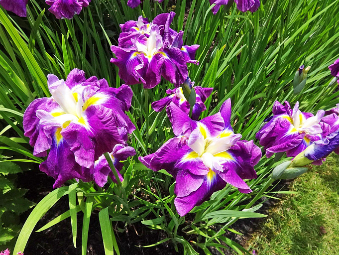 Ирисы - фото самых популярных цветов для сада и огорода | Фиолетовые цветы, Цветки ириса, Ирисы
