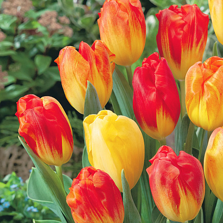 Фото Тюльпан Монтевидео