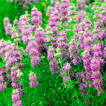 Фото Бергамот лимонный