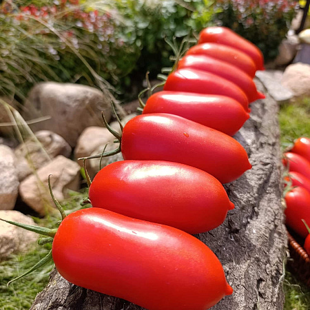 Фото Помидор Самбек F1