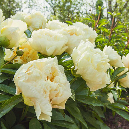 Фото Пион Санни Герл