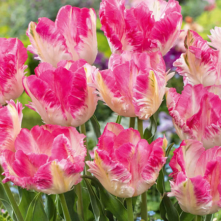 Фото Тюльпан попугайный Кабанна