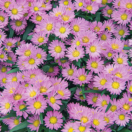 Фото Астра Дварф Нэнси