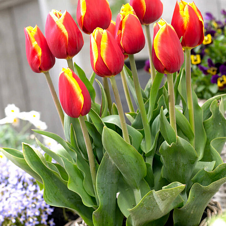 Фото Тюльпан триумф Доу Джонс