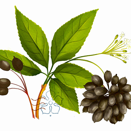 Фото Акантопанакс Сидячецветковый