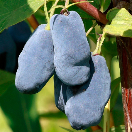 Фото Жимолость Колин