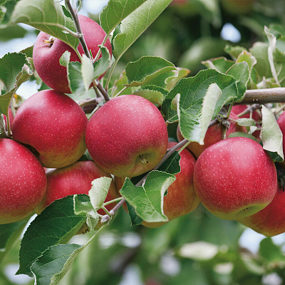 Яблоня Слава победителям