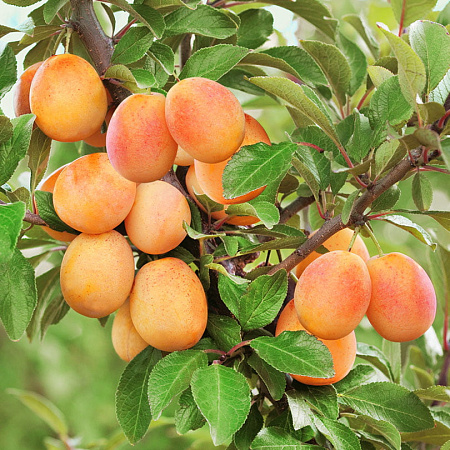 Фото Слива Гек