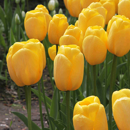 Фото Тюльпан Дарвиновы гибриды Нови сан