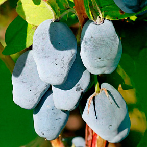 Жимолость Максин