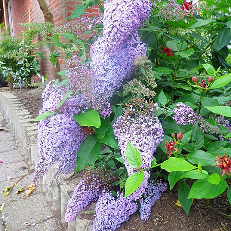 Фото Буддлея Гулливер