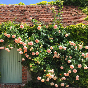 Роза плетистая-клаймбер Полька