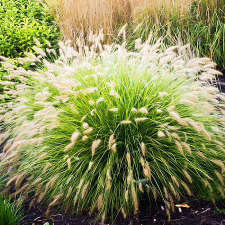 Фото Пеннисетум лисохвостовый Литл Банни