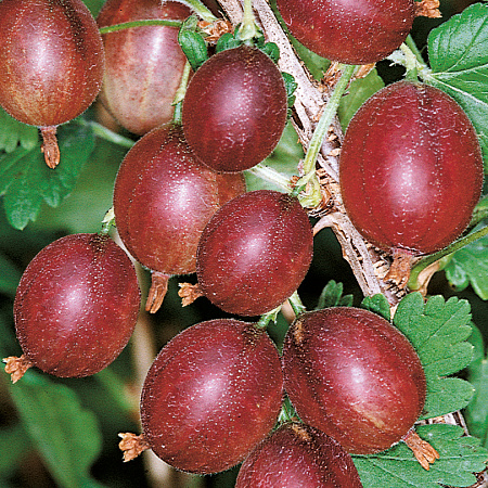 Фото Крыжовник Редева