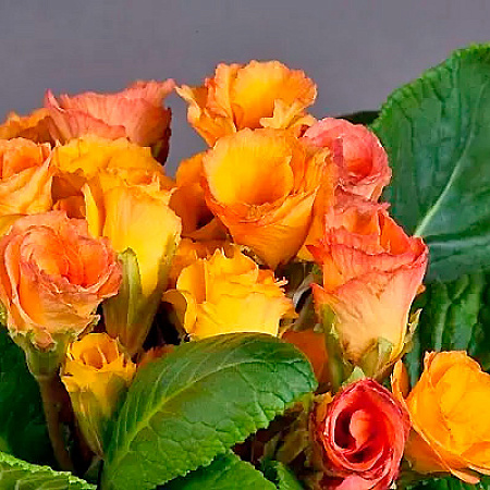 Фото Примула Розанна Абрикосовая