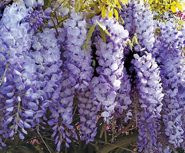 ЛИАНЫ : Wisteria m.Pink. Морозостойкая глициния макростахия Пинк