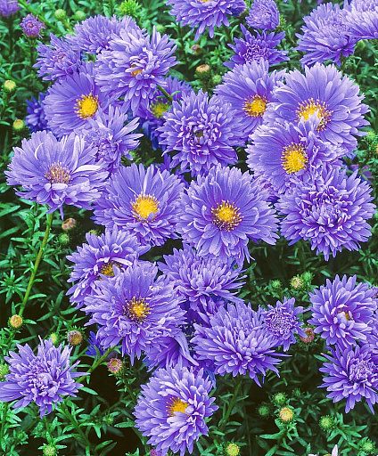 Купить Астра новобельгийская Мари Баллард — от НПО Сады Росcии с доставкой