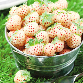 Земляника садовая Пайнберри